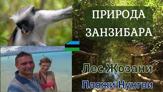 Лес ЖОЗАНИ | Пляжи НУНГВИ | Самые спокойные места на ЗАНЗИБАРЕ для отдыха и релаксации