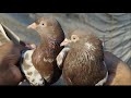 Witness the amazing transformation of indias surkhy tofan pigeons  03080909019 vippigeon