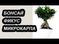 Фикус микрокарпа. Пересадка бонсай