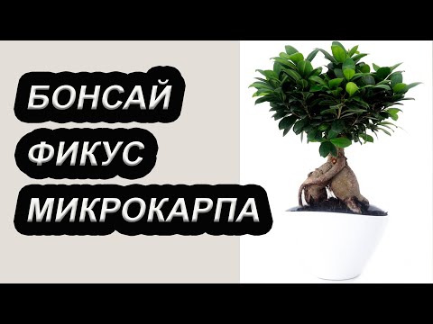 Фикус Микрокарпа. Пересадка Бонсай