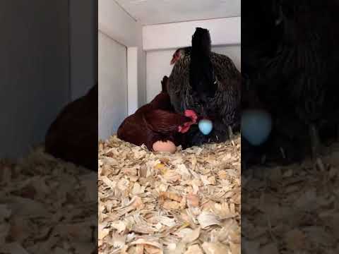 Watch how chickens