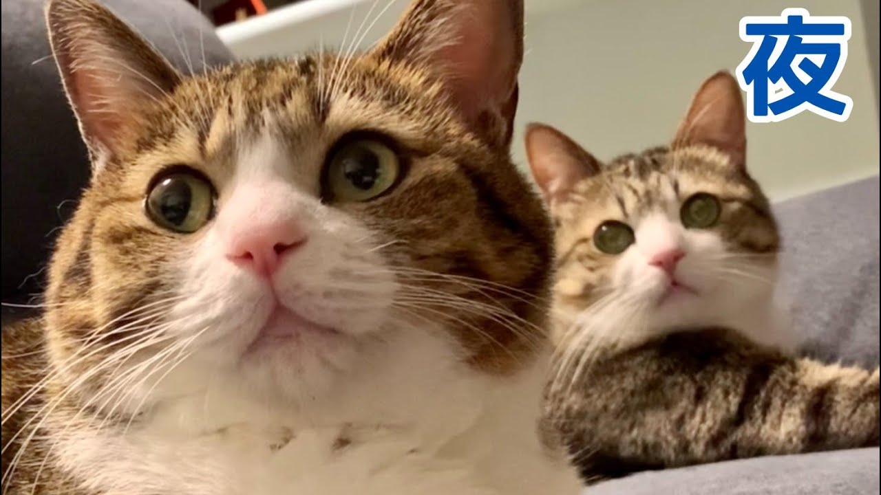 今夜も猫たちの時間がはじまります。vol.707 - YouTube