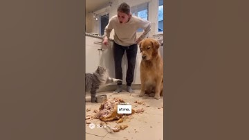 Kat schreeuwt tegen eigenaar en geeft hond de schuld na kippenroof