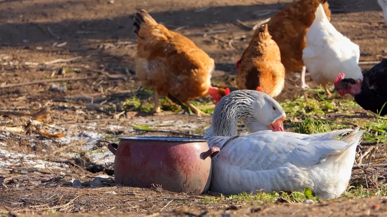 Biram selo ep. 124 02.02.2022. Danijel Dado Balaž, Bačko Novo Selo, autohtona i ukrasna živina