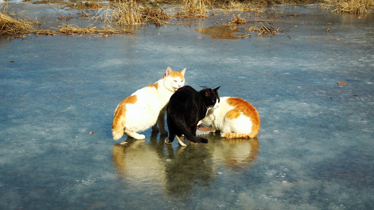 얼음판 위에서 밥 먹는 고양이들 cats eating on ice YouTube