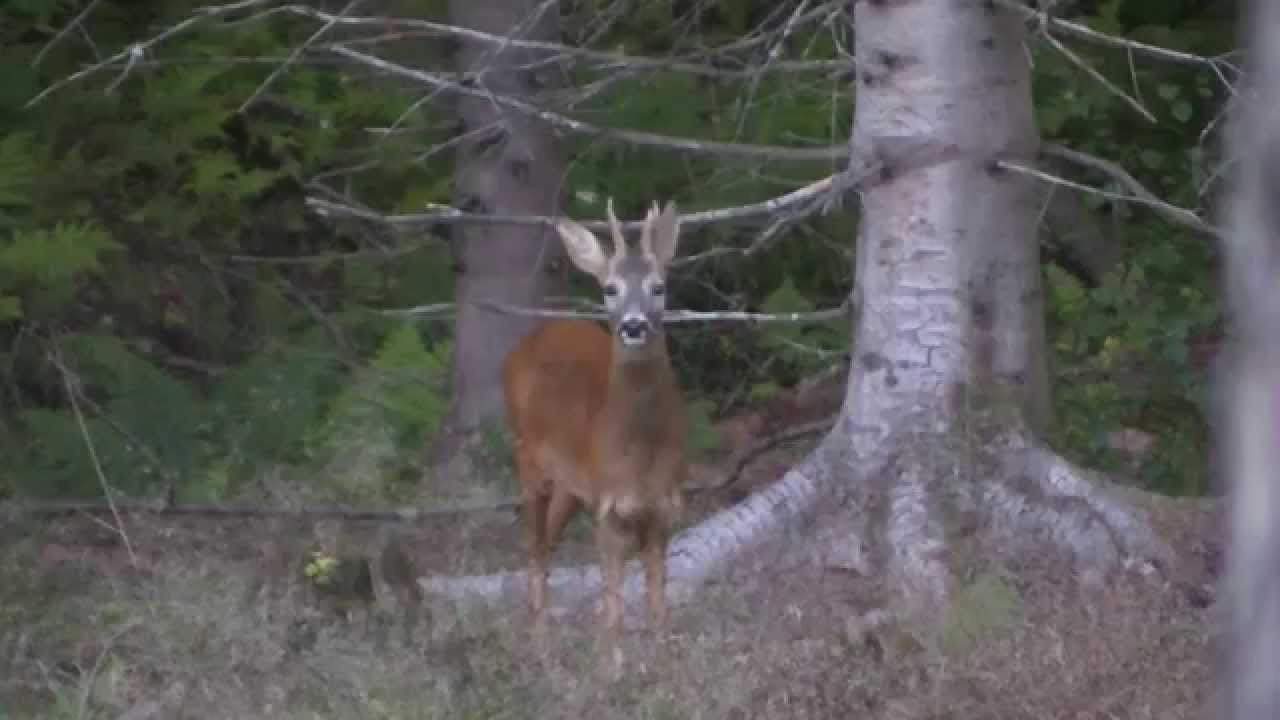 Roe buck whilst calling foxes, Norway - YouTube