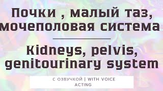 Исцеление Рэйки . Почки, органы малого таза и мочеполовой системы #reikihealing #рейкиисцеление