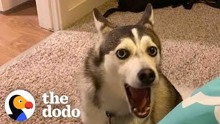 Husky Has A Very Specific Way To Get Her Parent’s Attention | The Dodo