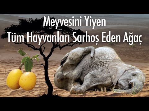 Video: Nandina meyveleri köpekler için zehirli midir?