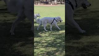 Colin Goes To The Dog Park 5 #maremma #sheepdog #dog #doglover #doglife #dogsitter #puppy #dogpark