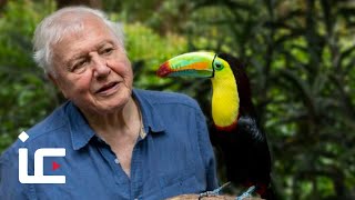 A Life on Our Planet: Sir David Attenborough on how to care for our planet