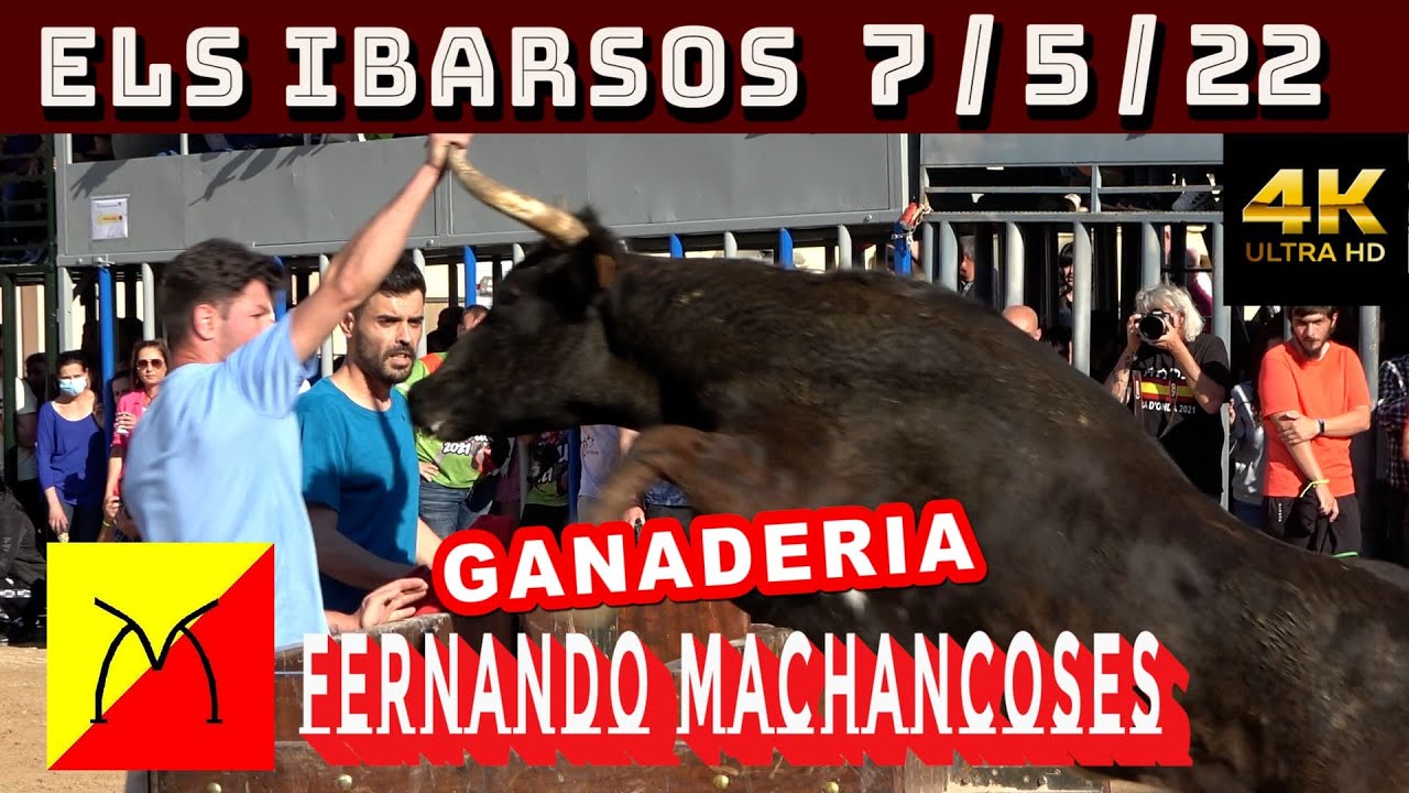 ELS IBARSOS FERNANDO MACHANCOSES