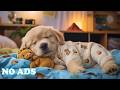 Dog Calming Music 🐾 Relaxation Tunes for Dogs 🎧 Comforting Vibes for Healing Sleep Support