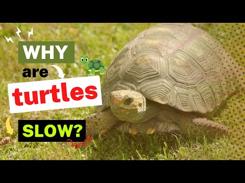 Why Are Turtles So Slow? The Evolutionary Biology Behind Their Pace