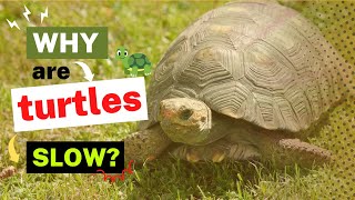 Why Are Turtles So Slow? The Evolutionary Biology Behind Their Pace by Wanna Know Everything 256 views 8 months ago 2 minutes, 27 seconds