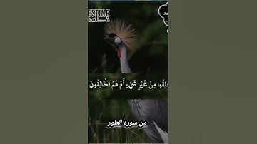 تلاوة نادره بصوت الشيخ محمد صديق المنشاوي #المنشاوي #قرآن #اكسبلور #quran #explore #foryou #trending