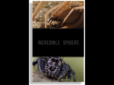 NG. Удивительные пауки / NG: Incredible spiders (2015) HDTV 1080i от KINOHITHD.COM