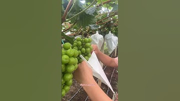 grapes farming fruit#grapenation #grapecare #grapecity #grapemaintenance #grapevinecare