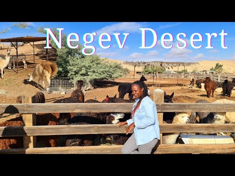 NEGEV DESERT ISRAEL. Let's travel to SOUTHERN ISRAEL and visit ALPACA FARM.