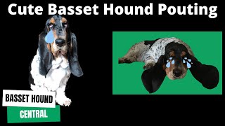 Cute Sad Basset Hound Pouting by Basset Hound Central 1,476 views 1 year ago 1 minute, 54 seconds