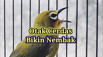 T4NP4 L4M4 B1K1N PL3C1 N3MB4K, Cerdaskan Otak Pleci Cepat Gacor Buka Paruh, Terapi Pleci Nembak