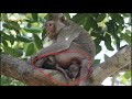 Newborn One More _ New Baby Monkey Born _ Nice Mom Birth A Cute Baby