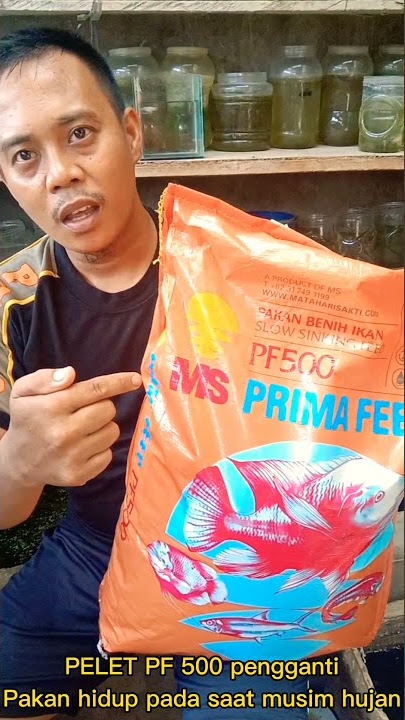 Pelet Pf 500 Pengganti Pakan hidup ll Akbar Betta Lau