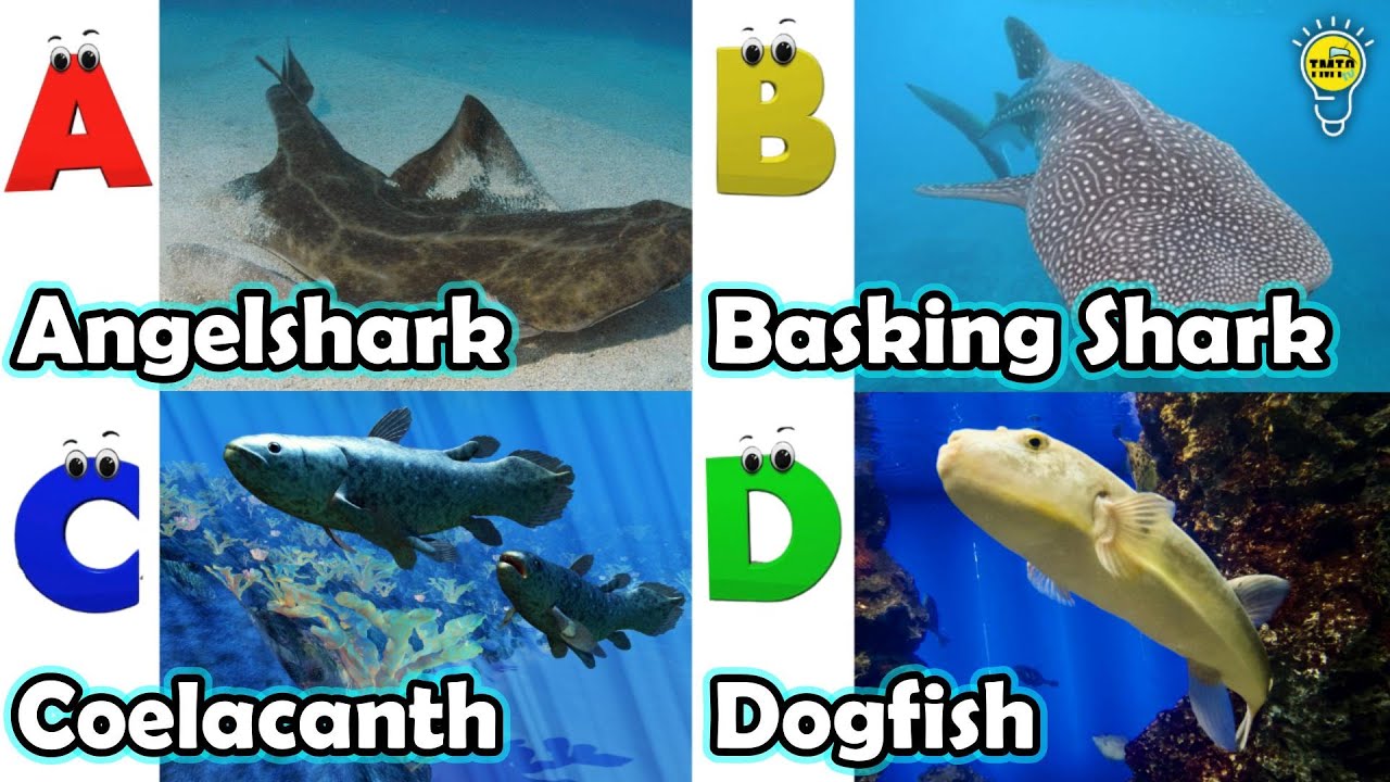 Алфавитный алфавит: животные | Песенка про морских животных | Детская песенка про алфавит 