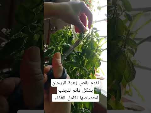 لجعل الريحان شجرة معمرة
