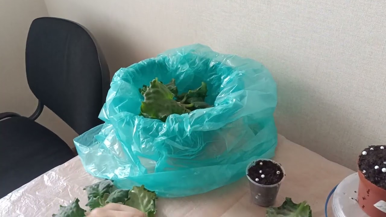 Фузариоз фиалки. Неприятность эту мы переживем!