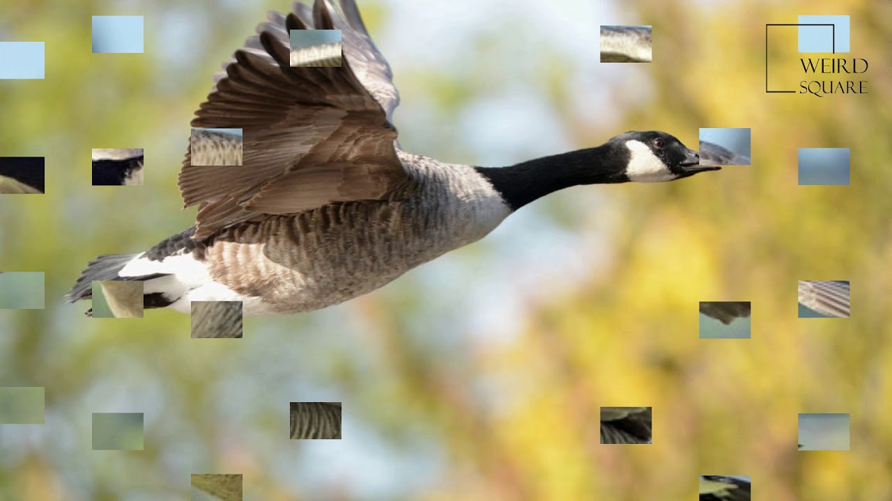 all about canadian geese