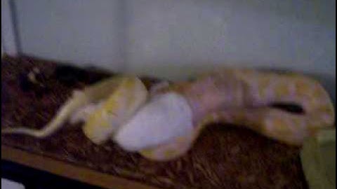 Albino Burmese Python Eats a Bunny 1 of 3