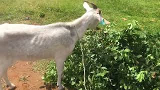 African village girl slaughtering goat for food part one