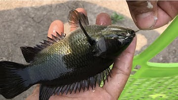 Câu trúng toàn cá rô chúa ở cái đìa sen lâu năm | THÚ VUI MIỀN TÂY. Tập 500