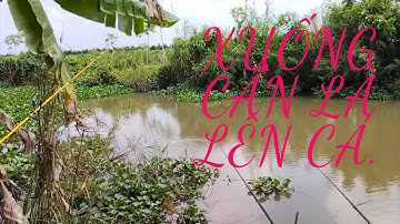 Câu cá tra sông, vừa thả cần là lên cá. Quốc Tú TV.
