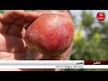 القصرين صعوبات بالجملة يواجهها قطاع إنتاج التفاح 