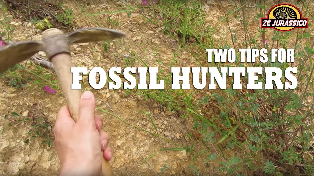 2 Tips for Fossil Hunters YouTube