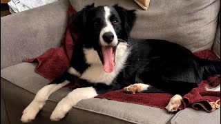 Eager Border Collie puppy throws talkative tantrum when training session is delayed