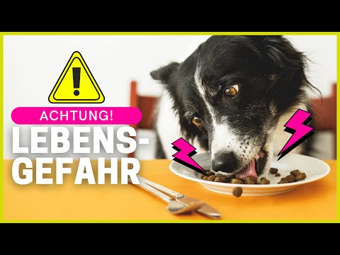 Video: Brechen der Welpen des Essens des Rückstands anderer Hunde