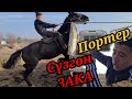 Портер ООДАРЫЛЫП КЕТПЕСИИН ЗАКА 😀 ЗАКА ЧЫКТЫ