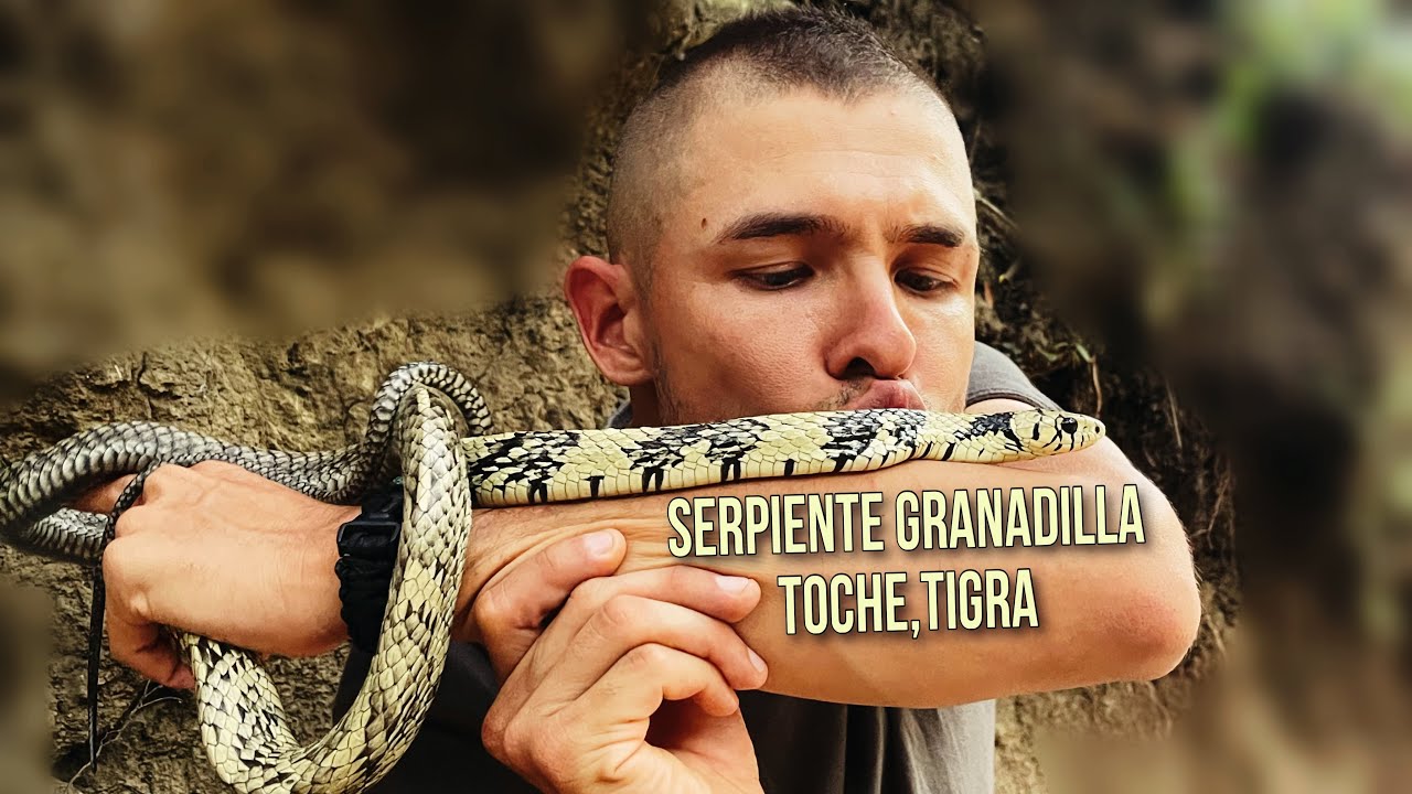 Serpiente granadilla, toche o tigra | “Spilotes - pullatus” 🐍