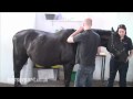 How to know when your mare is ready to foal.mp4