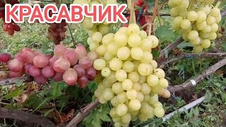 Сорт винограда Красавчик и мой сеянец 11 августа. Виноградник Щереденкова В. А.