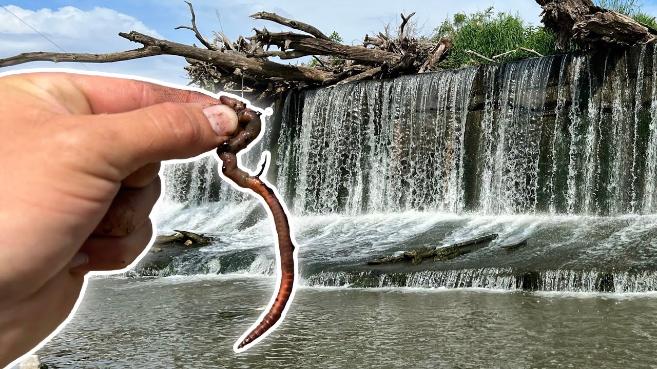 I Hooked The BIGGEST FISH With NIGHTCRAWLERS  At This Massive Dam