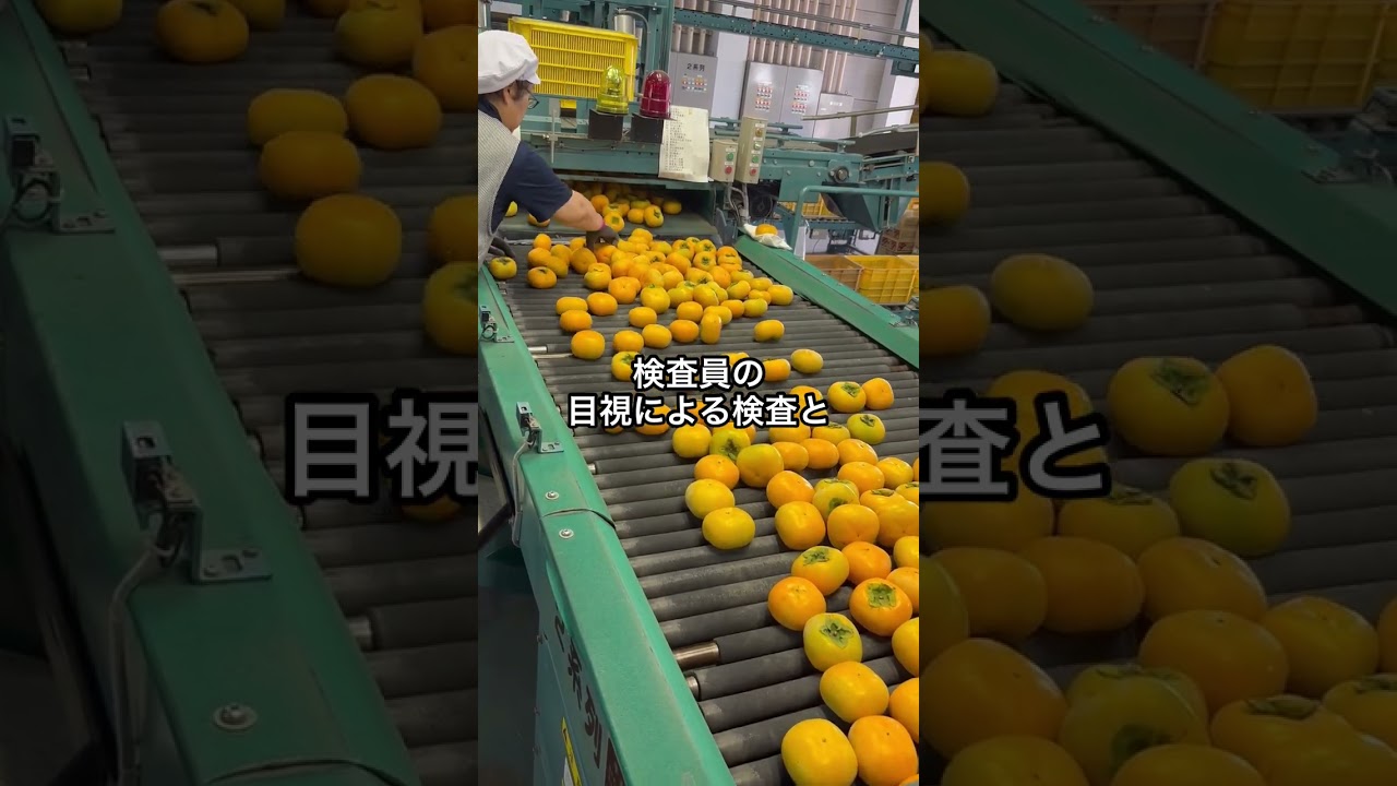 産地直送】たねなし（渋抜済）越王おけさ柿 20kg 産地直送】たね