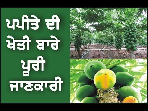 Papaya Farming || ਪਪੀਤੇ ਦੀ ਖੇਤੀ ਦੀ ਜਾਣਕਾਰੀ || Agriculture India