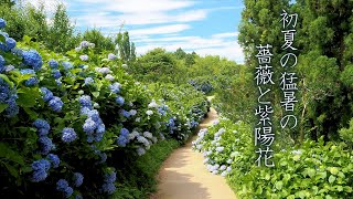 Japan records hottest June day, Roses and Hydrangeas in Gumna. 初夏の猛暑のバラとアジサイ