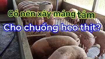 Có nên xây máng tắm cho chuồng heo thịt? Chăn nuôi làm giàu ☎️0372225255
