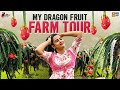 My Dragon Fruit Farm Tour | Dragon Fruit Farming | Special Day in my Life  | ItsHimaja