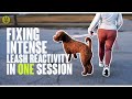 Fixing intense leash reactivity in one session